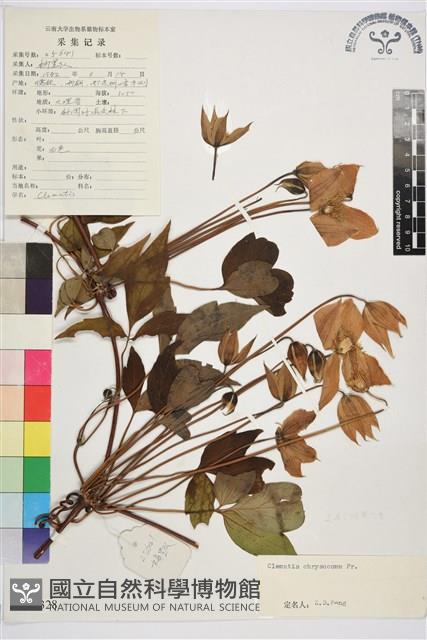 金毛鐵線蓮藏品圖，第1張