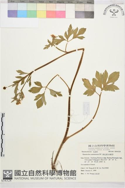 水辣菜、禺毛茛藏品圖，第1張