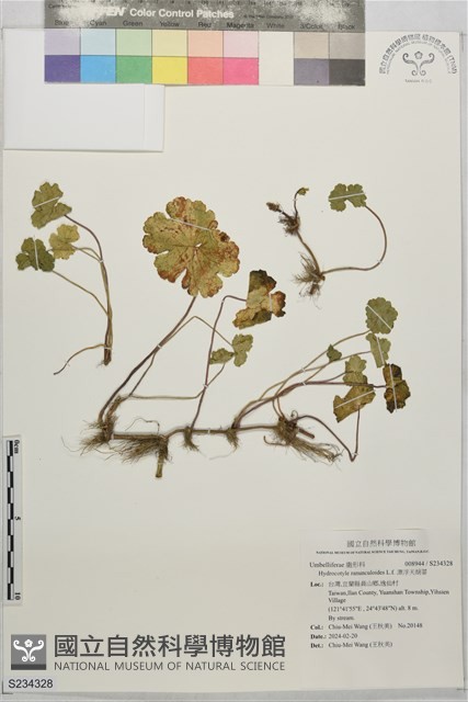 漂浮天胡荽藏品圖，第1張
