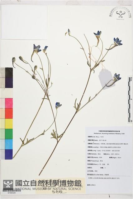 康定翠雀花藏品圖，第1張