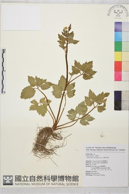 鉤柱毛茛藏品圖，第1張