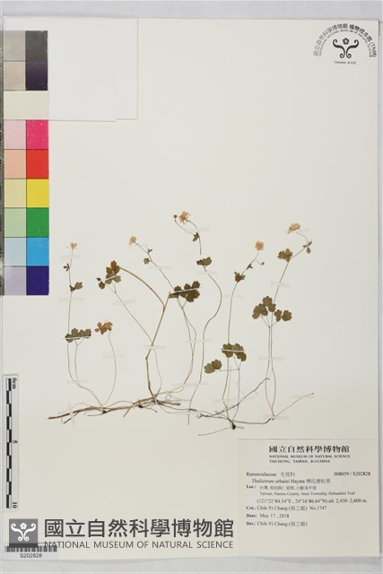 傅氏唐松草藏品圖，第1張