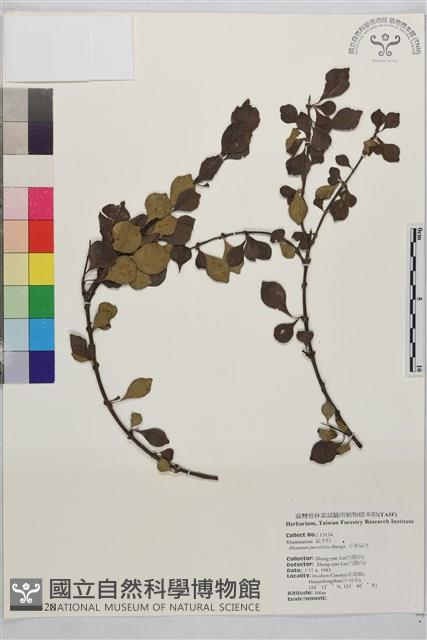 小葉鼠李藏品圖，第1張