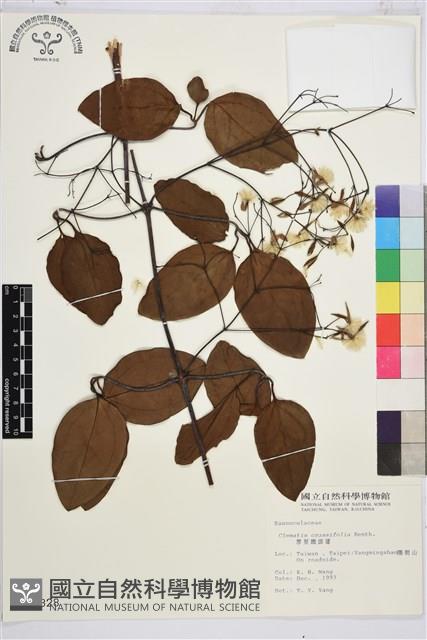 厚葉鐵線蓮藏品圖，第2張
