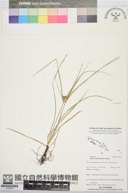 沙草磚子苗藏品圖，第1張