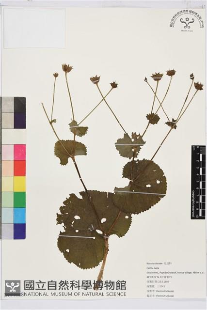 登錄號:S174828藏品圖，第1張