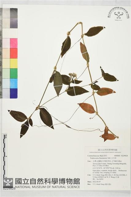 水竹草藏品圖，第1張