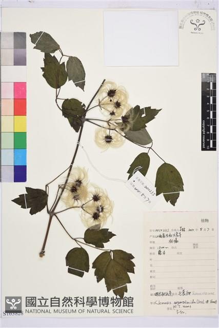 粗齒鐵線蓮藏品圖，第1張