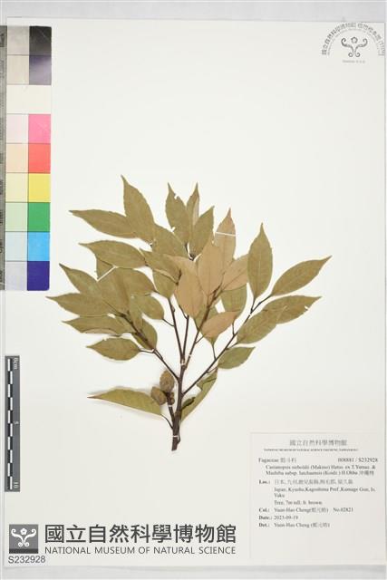 沖繩栲藏品圖，第1張