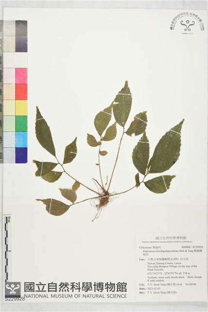 糙梗樓梯草藏品圖，第1張