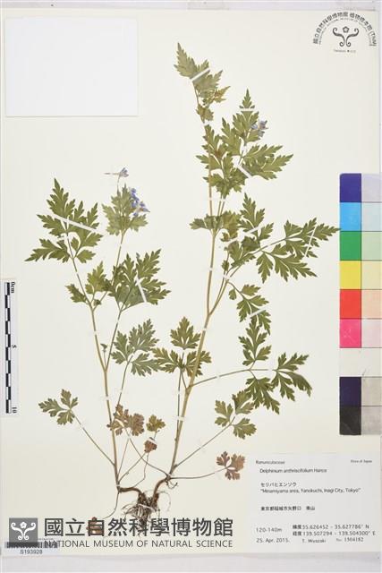 還亮草藏品圖，第1張