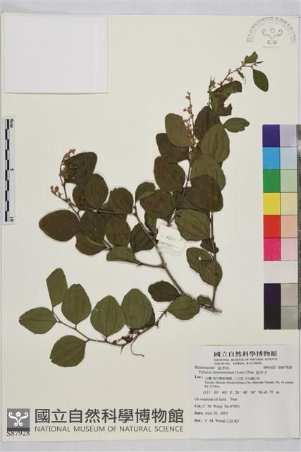 馬甲子藏品圖，第2張