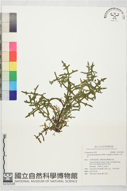 山芫荽藏品圖，第1張