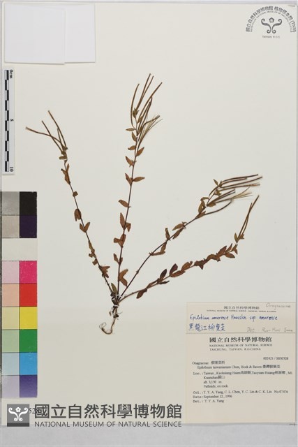 黑龍江柳葉菜藏品圖，第1張