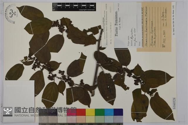 桶鉤藤藏品圖，第1張