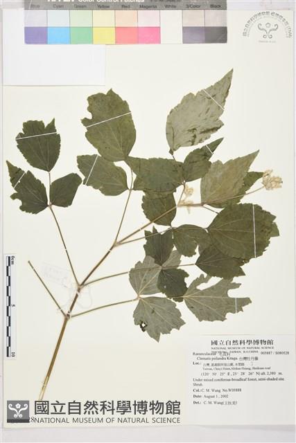 台灣牡丹藤、台灣草牡丹藏品圖，第2張