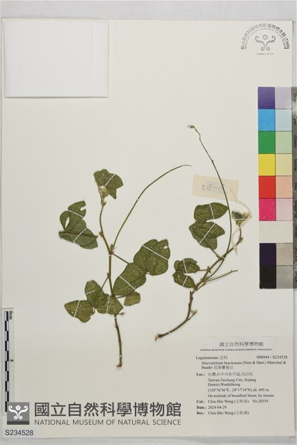 苞葉賽芻豆藏品圖，第1張