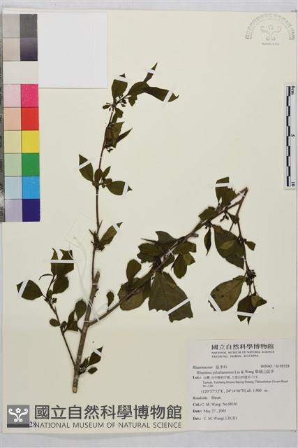 畢祿山鼠李藏品圖，第1張