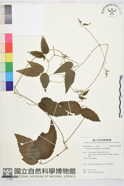 銹毛鐵線蓮藏品圖，第1張