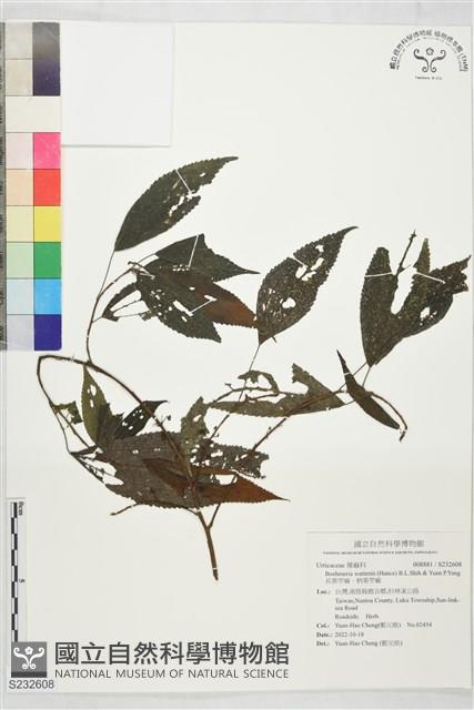 長葉苧麻、柄果苧麻藏品圖，第1張