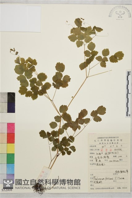 華東唐松草藏品圖，第1張