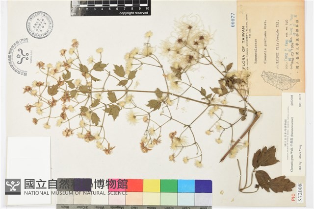 串鼻龍藏品圖，第1張