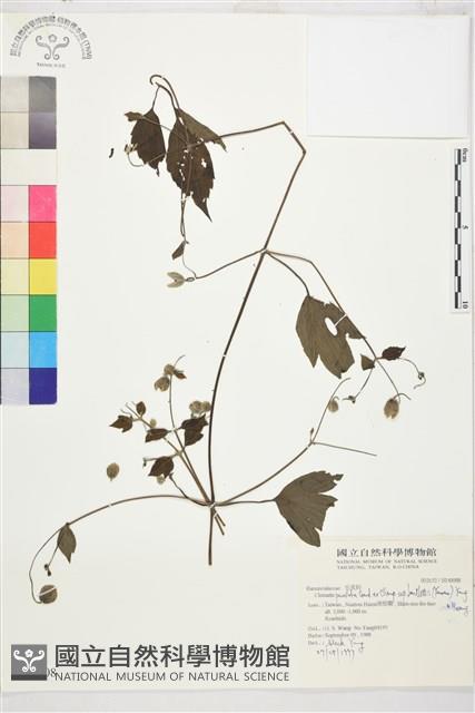 巴氏鐵線蓮藏品圖，第2張