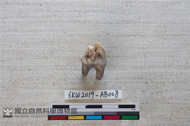 獸骨藏品圖，第1張