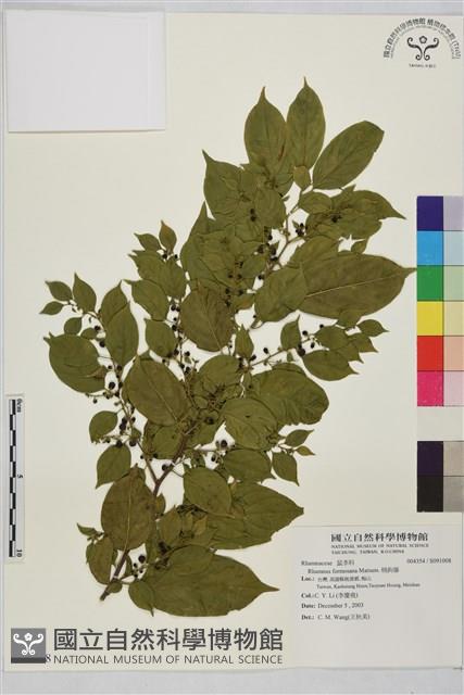 桶鉤藤藏品圖，第1張