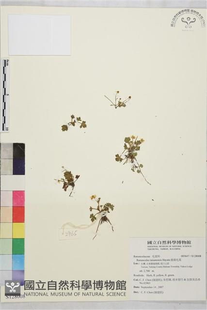 鹿場毛茛藏品圖，第1張