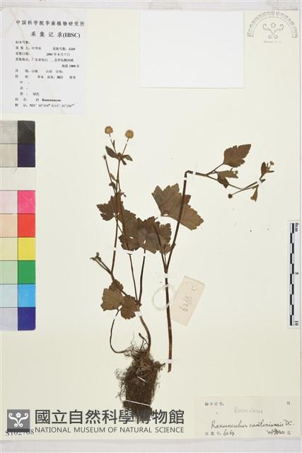 水辣菜、禺毛茛藏品圖，第1張