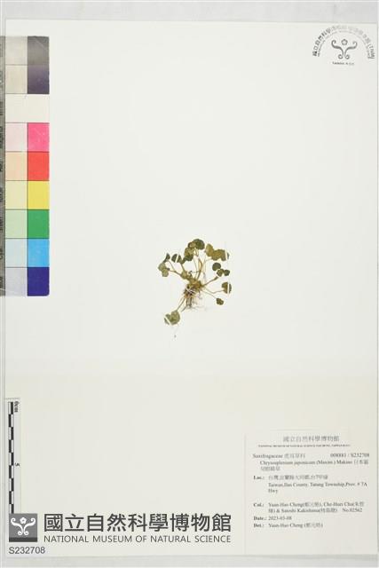 日本貓兒眼睛草藏品圖，第1張