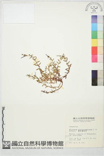 合歡柳葉菜藏品圖，第1張