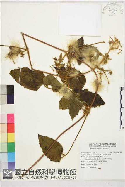 銹毛鐵線蓮藏品圖，第1張