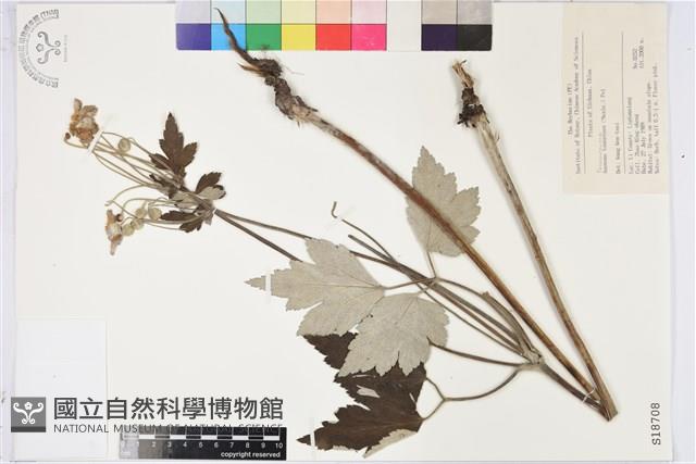 大火草藏品圖，第1張