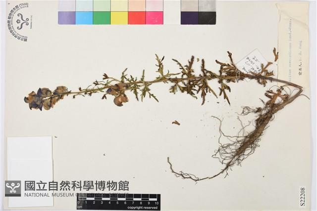 德欽烏頭藏品圖，第1張