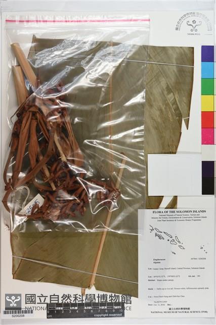 登錄號:S200208藏品圖，第1張