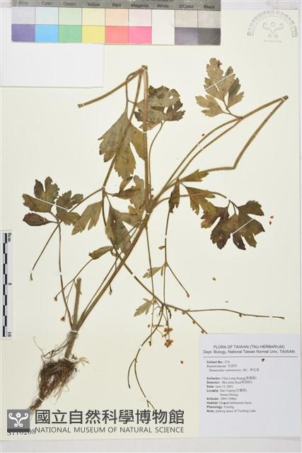 水辣菜、禺毛茛藏品圖，第1張