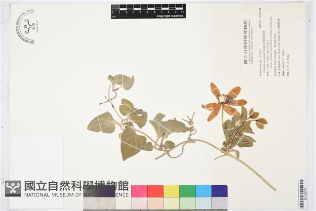 屏東鐵線蓮藏品圖，第1張