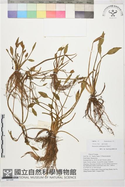 雲生毛茛藏品圖，第1張