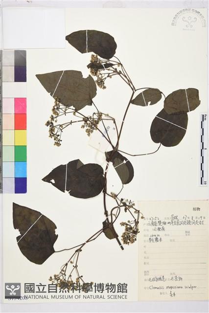 麥氏鐵線蓮藏品圖，第2張