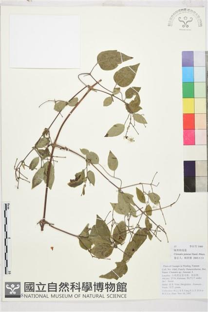 鈍萼鐵線蓮藏品圖，第1張