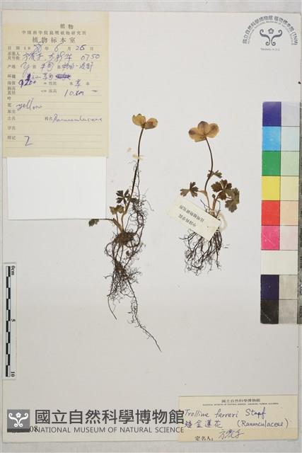 矮金蓮花藏品圖，第1張