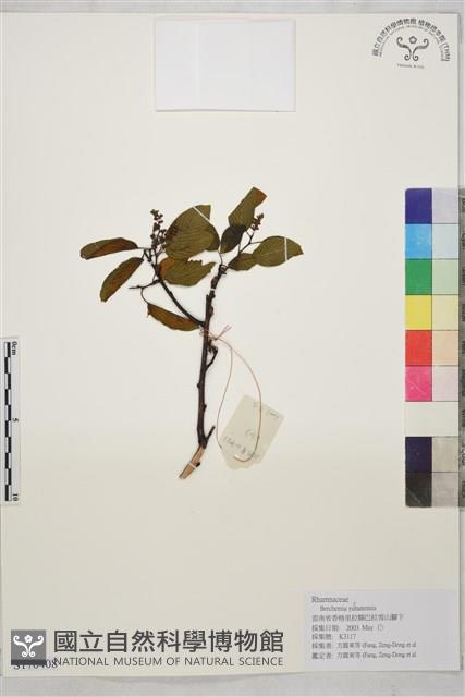 雲南勾兒茶藏品圖，第1張