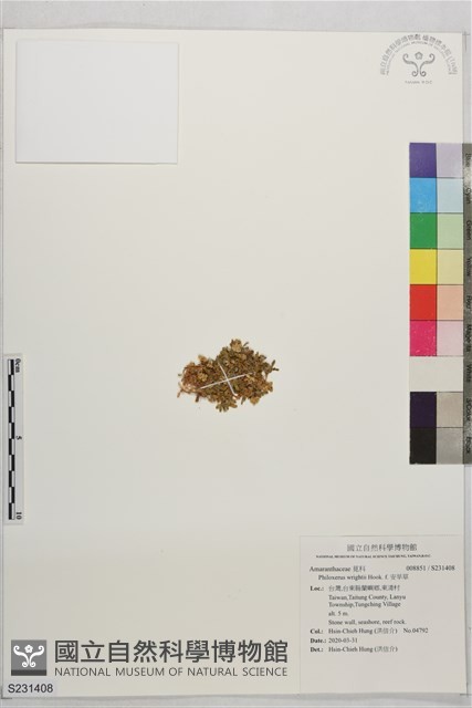 安旱草藏品圖，第1張
