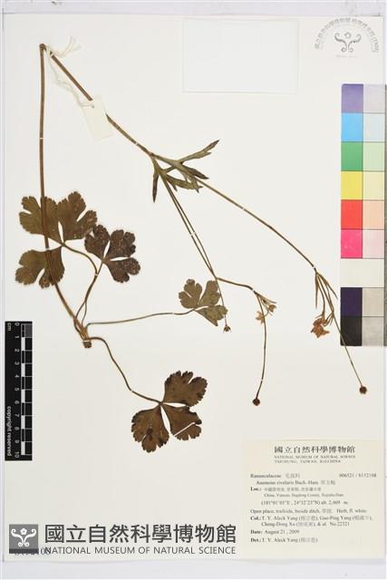 草玉梅藏品圖，第1張