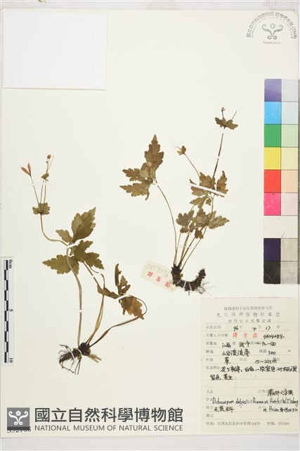 蕨葉人字果藏品圖，第1張