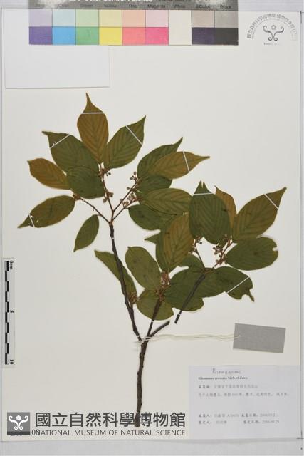 鈍齒鼠李藏品圖，第1張