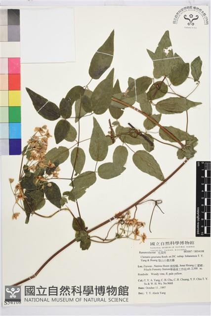 梨山小蓑衣藤藏品圖，第2張