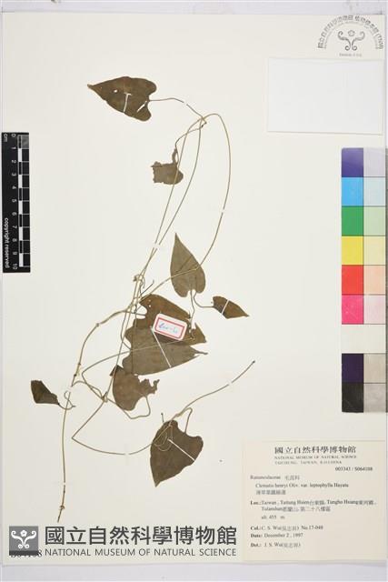 薄單葉鐵線蓮藏品圖，第1張